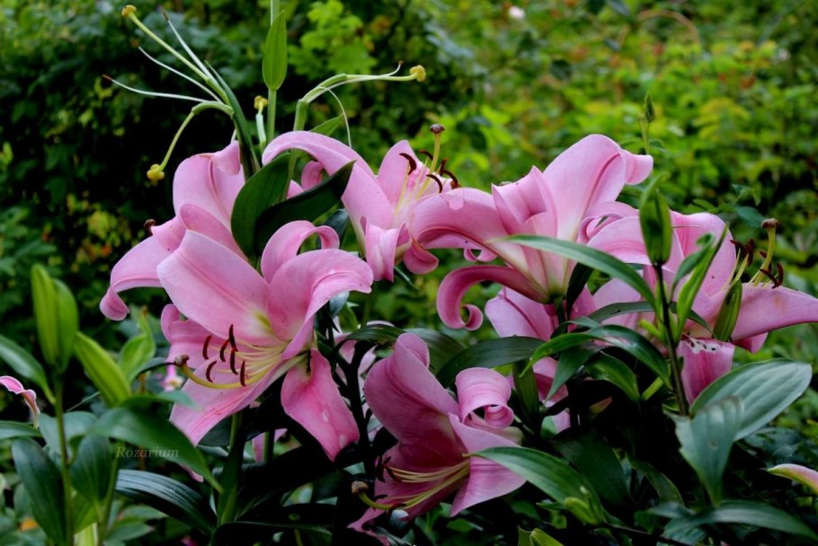 Лилия Седона