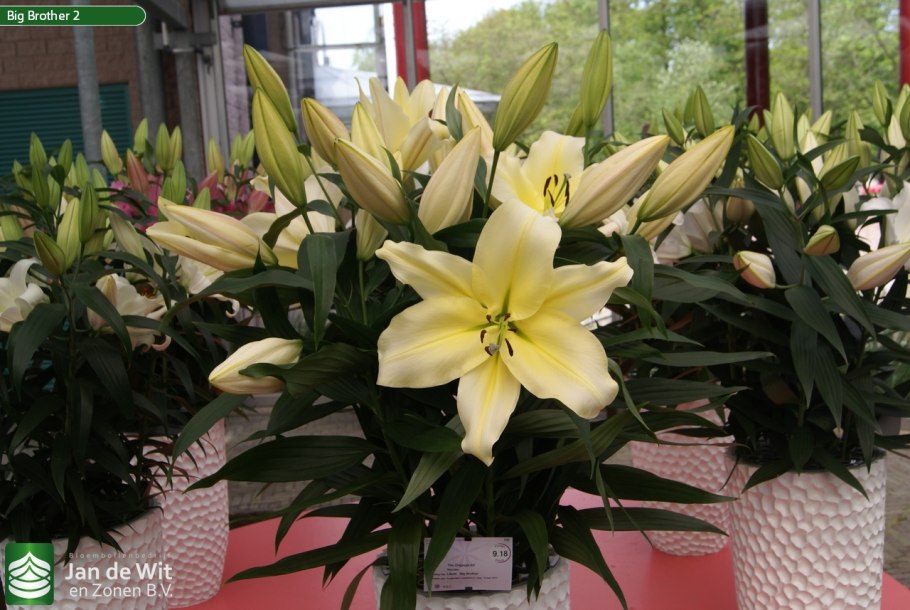 Лилия Крымская цветок