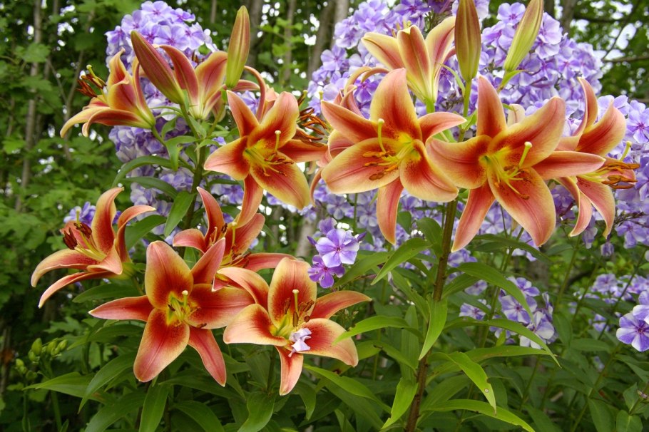 Лилия Биг Бразер