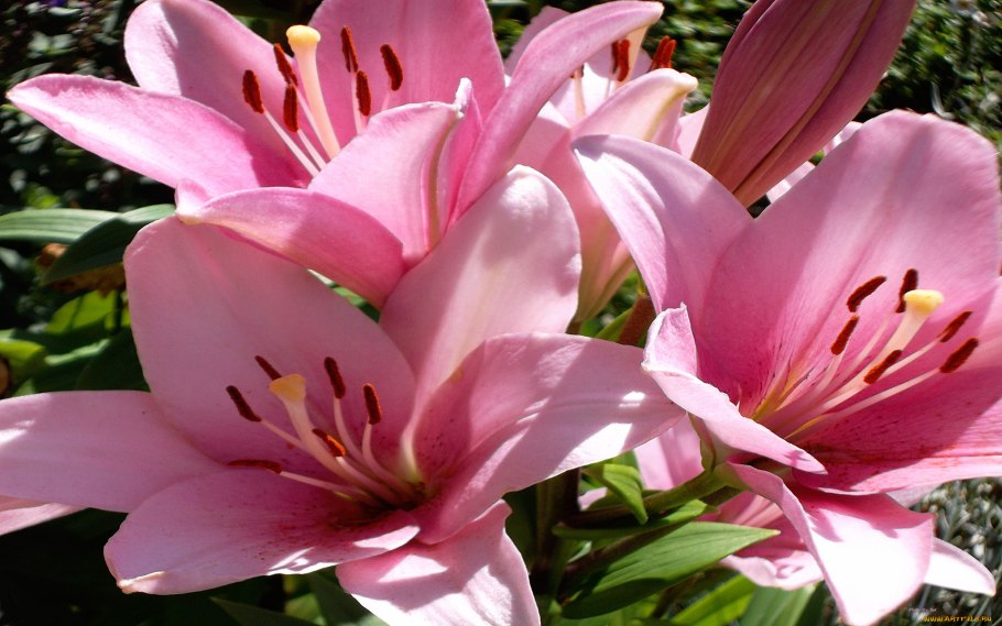 Лилия ред морнинг от-гибрид