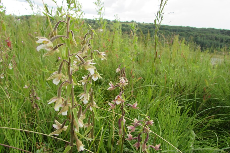 Каланта palustris