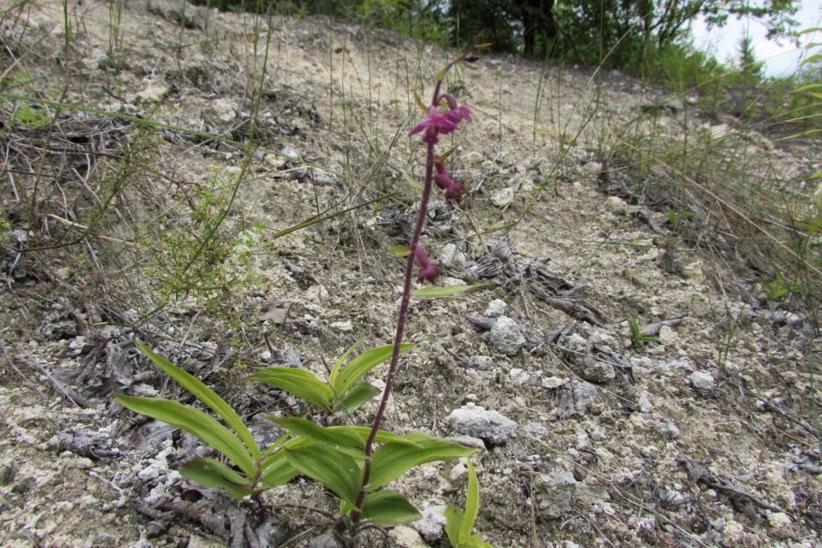 Дремлик (Epipactis gigantea) 'Night serpentine'