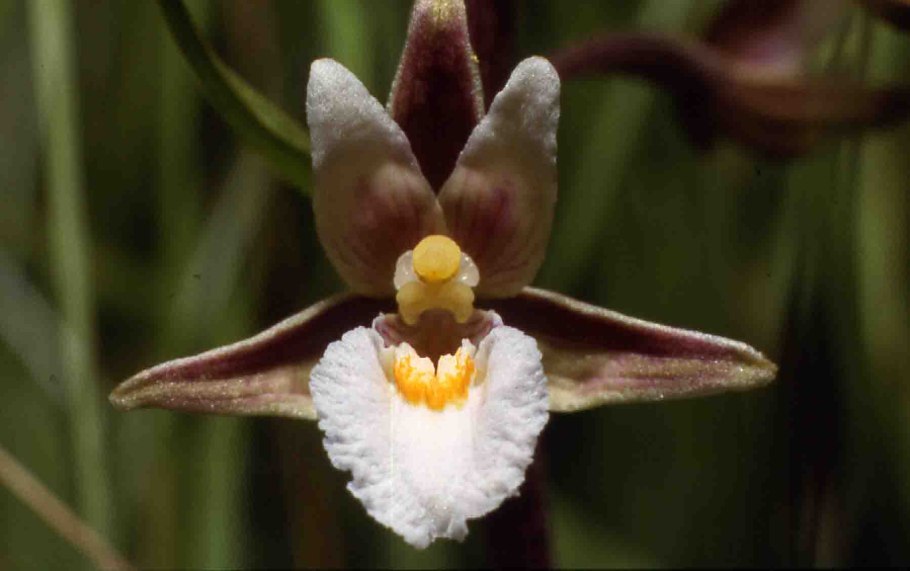 Дремлик зимовниковый – Epipactis helleborine