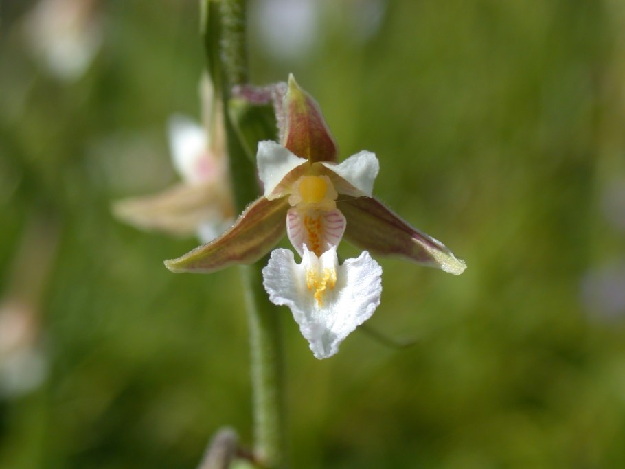 Дремлик болотный (Epipactis palustris)