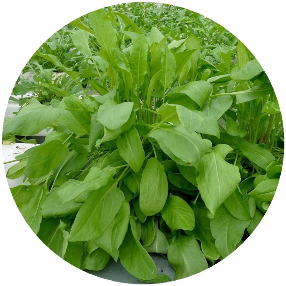 Петрушка укроп кинза базилик