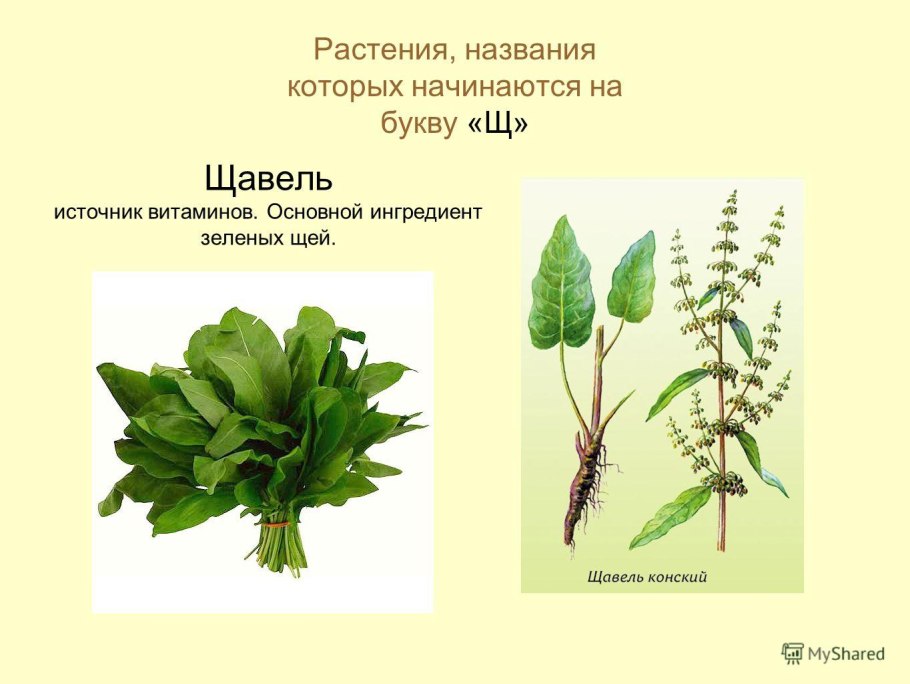 Щавель Лесной