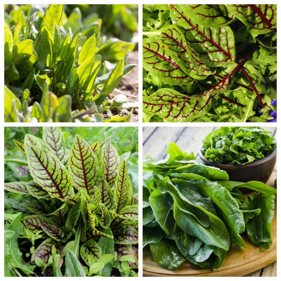 Шпинат широколистный