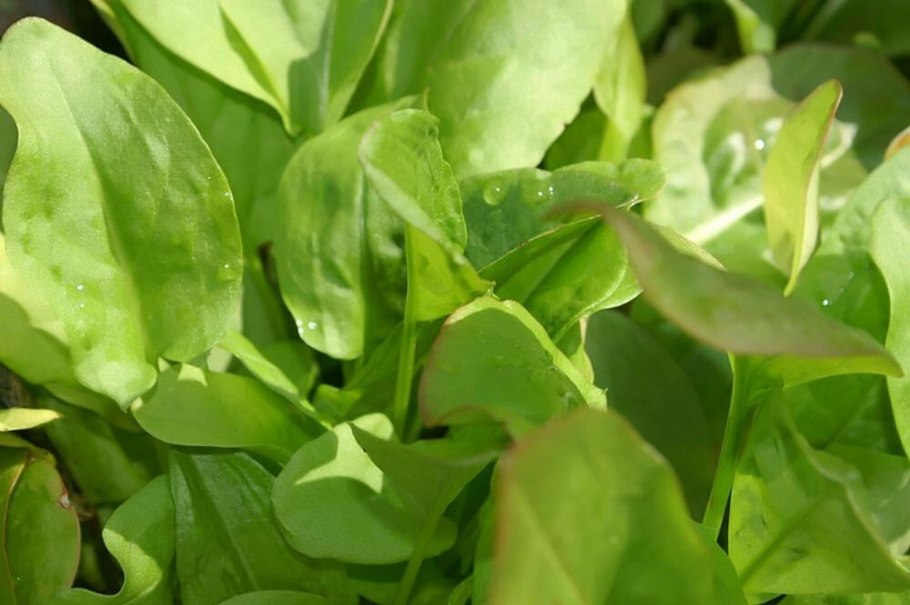 Травянистые растения открытых мест атлас-определитель