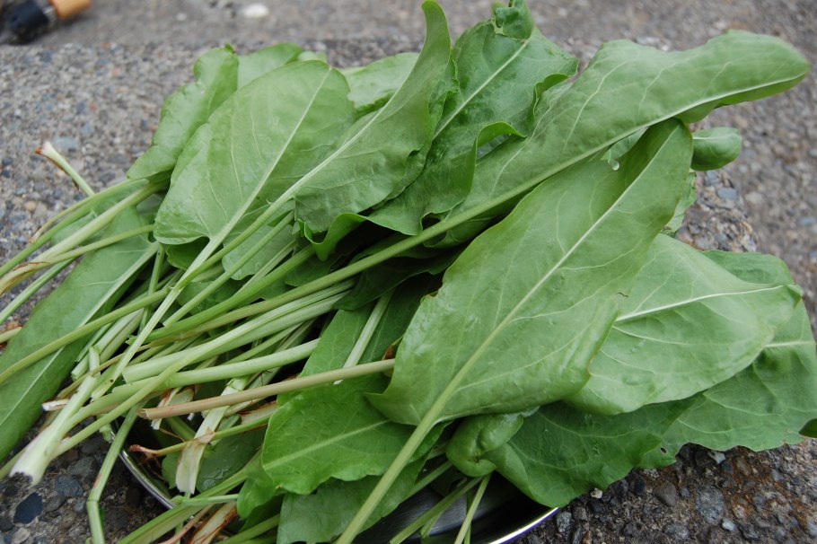 Савойский шпинат