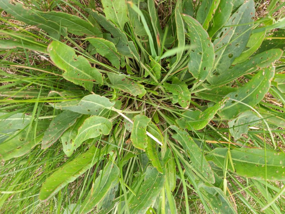 Петрушка базилик кинза