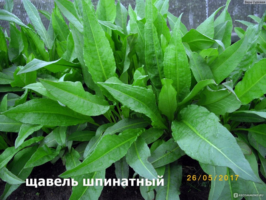 Полезная зелень