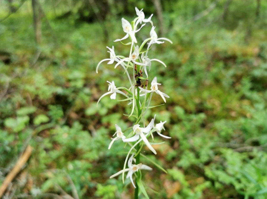 Любка двулистная - Platanthera bifolia (l.)Rich.