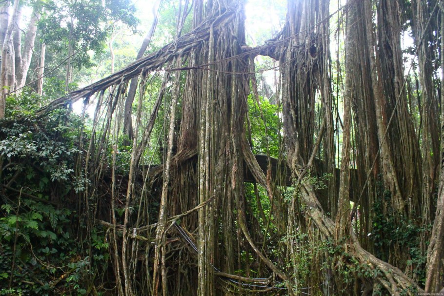 Ротанговая лиановидная Пальма