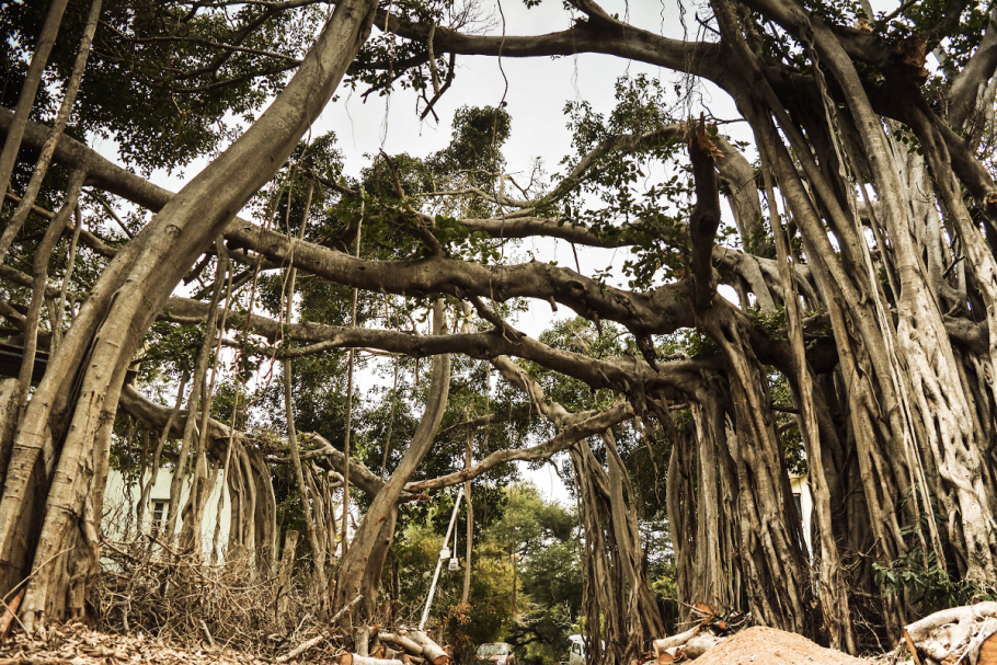 Огромное дерево в джунглях