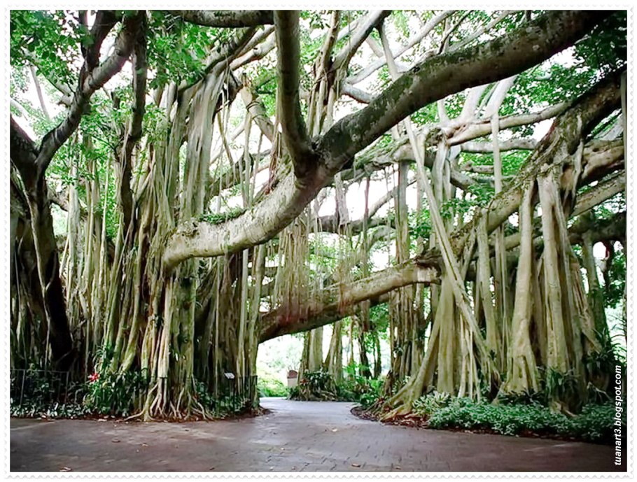 Великий Баньян