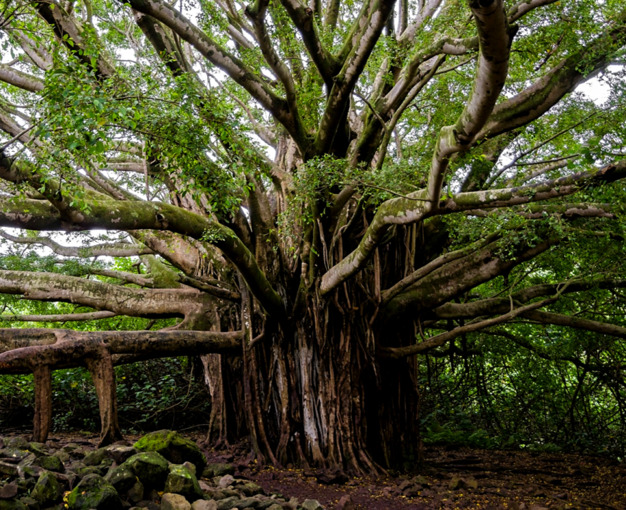 Фикус бенгальский Баньян