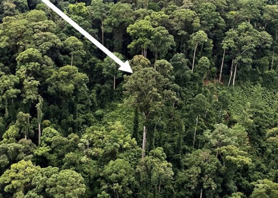 Деревья острова Борнео