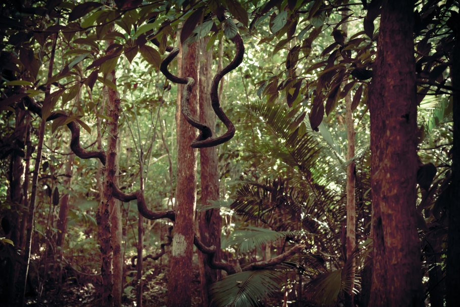 Опасные джунгли