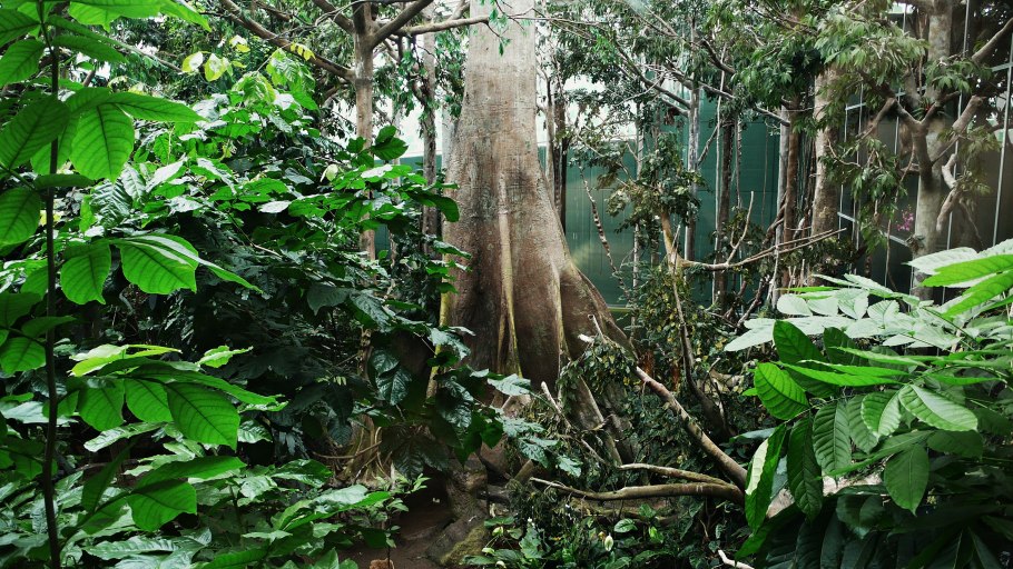 Вьетнам тропический лес