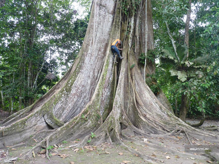 Дерево самаома Амазонка