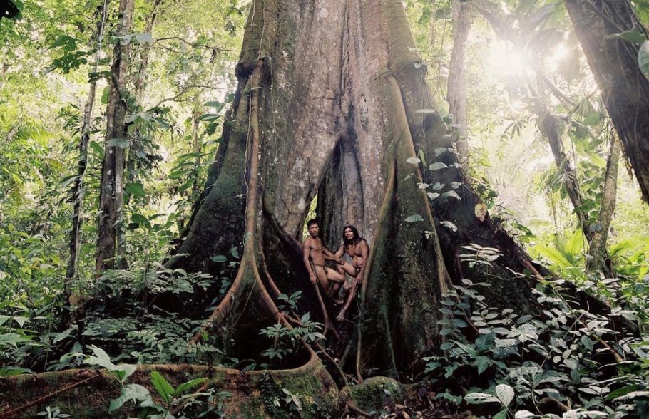 Самое редкое дерево в мире белое прячутся индейцы