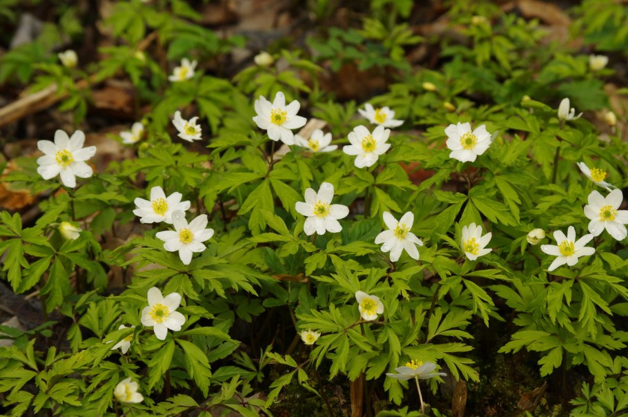 Е́треница лес-ная (Anemone Sylvestris)