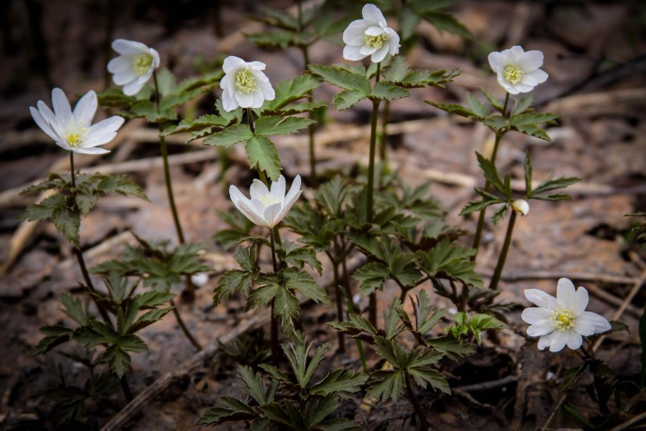 Анемона Лесная Anemone Sylvestris