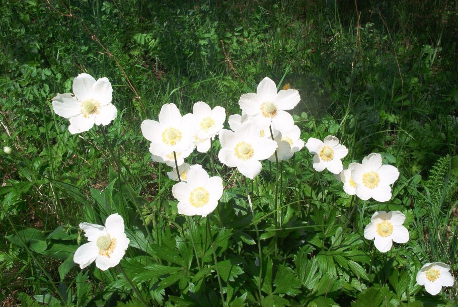 Е́треница лес-ная (Anemone Sylvestris)