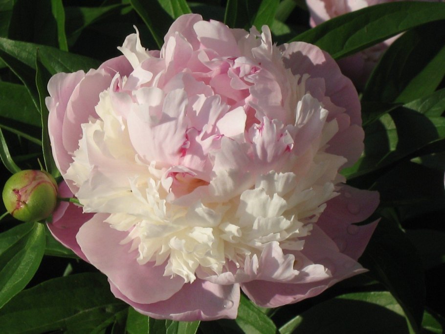 Пион сорбет Sorbet