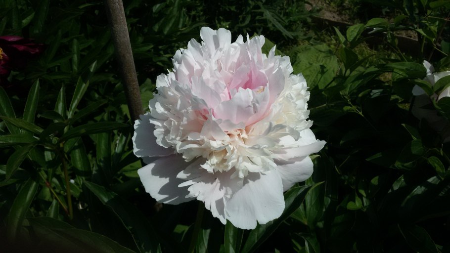 Пион травянистый сорбет