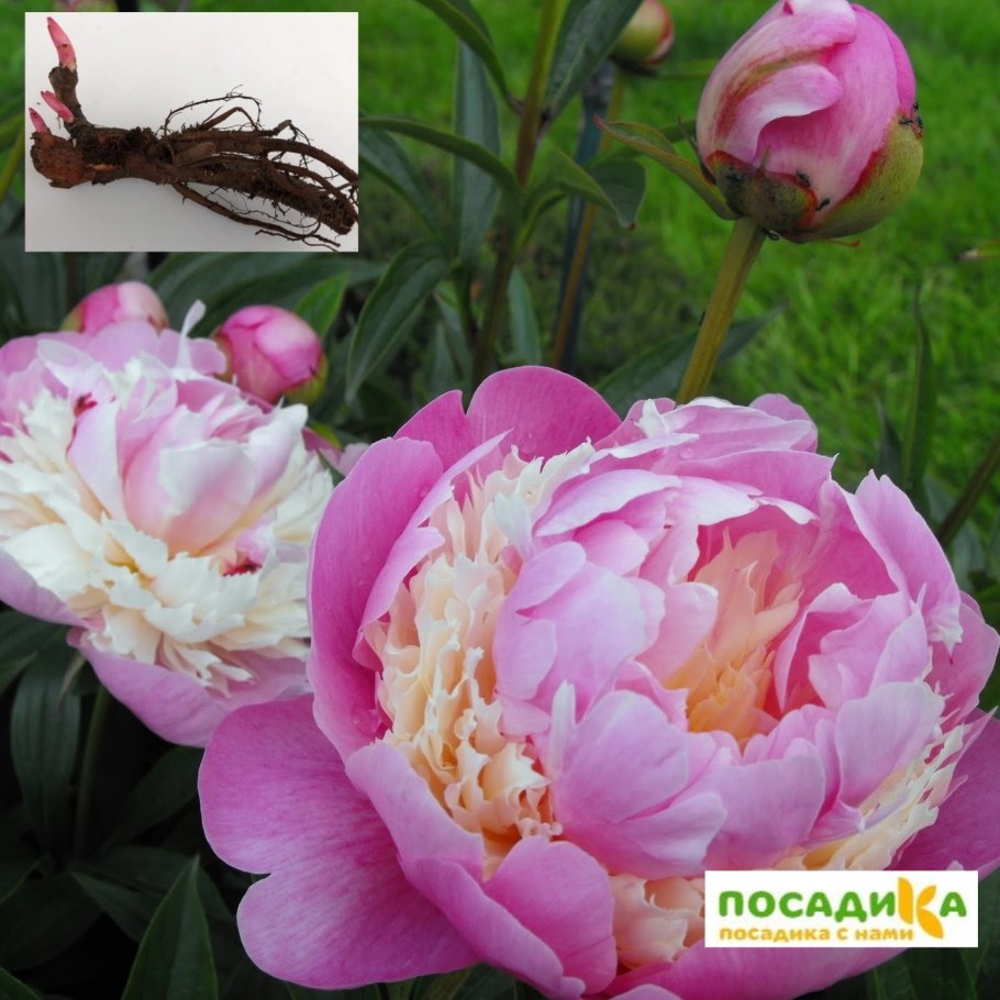 Пион сорбет фото