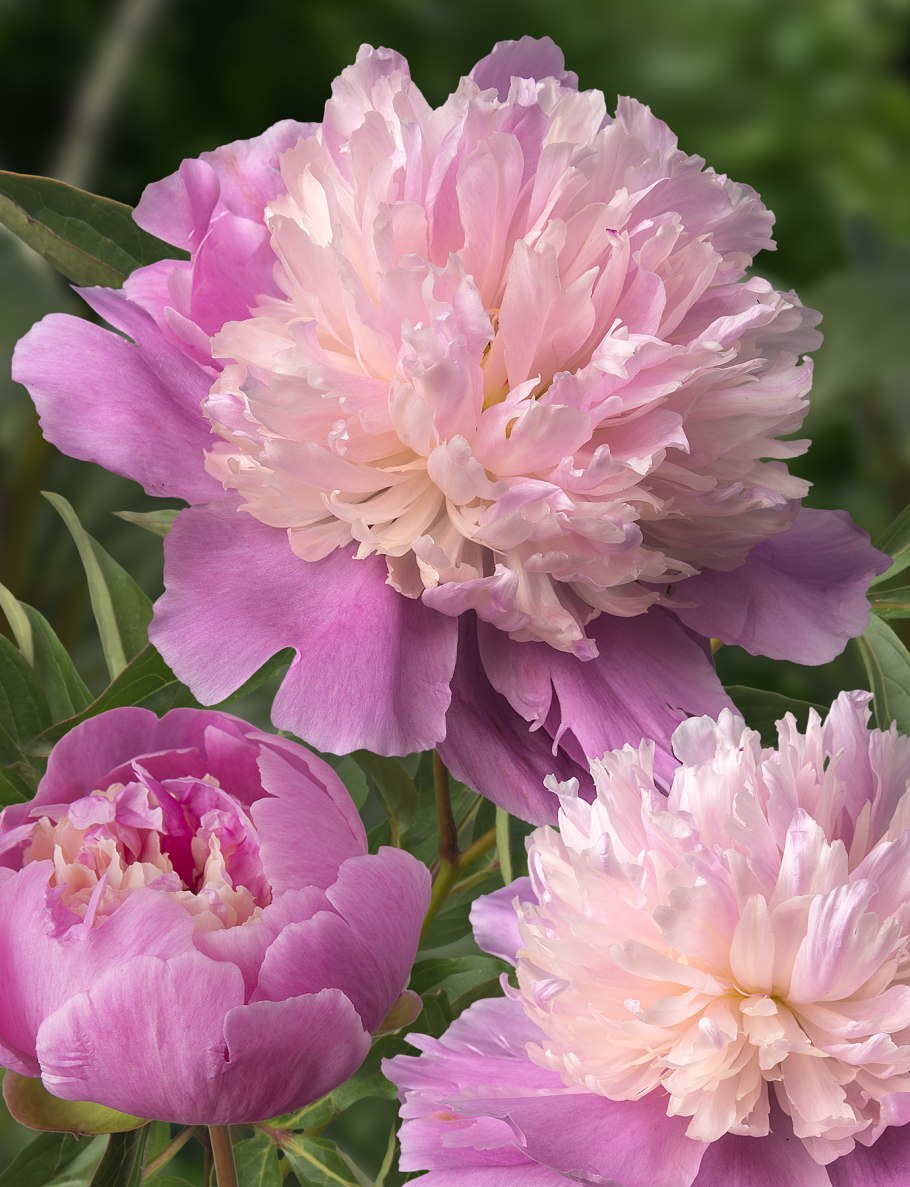 Пион травянистый сорбет