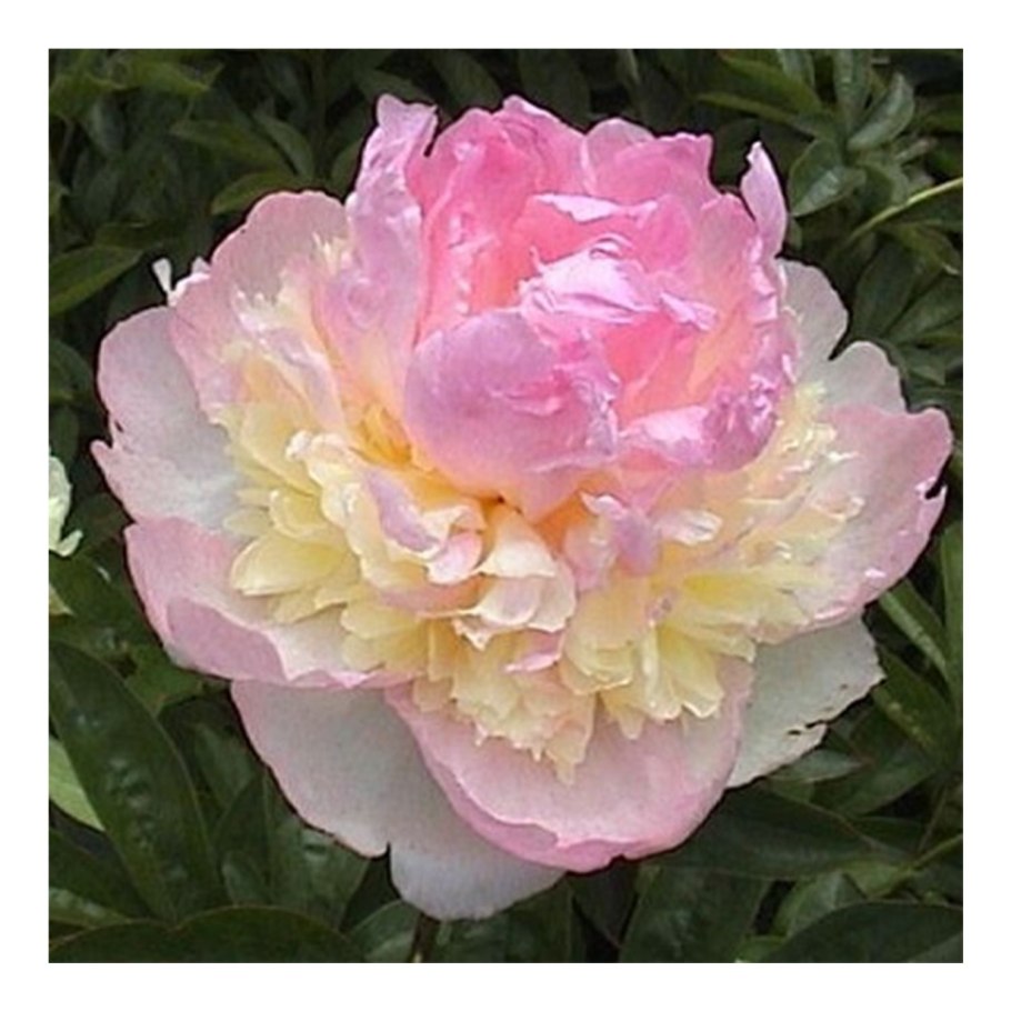 Пион Raspberry Sundae