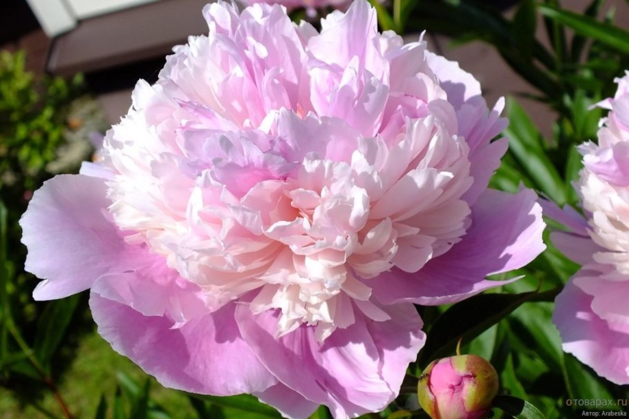 Пион Распберри Сандей