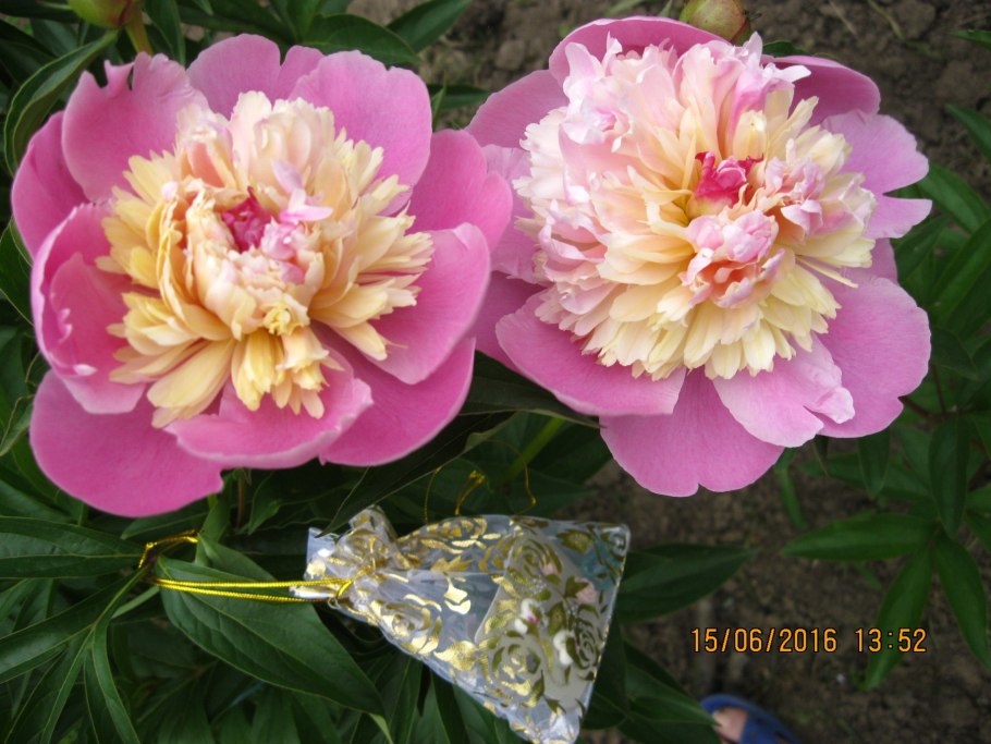 Пион сорбет Sorbet