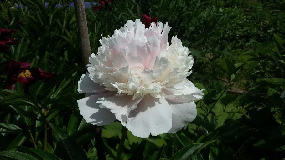 Пион мадам Кало