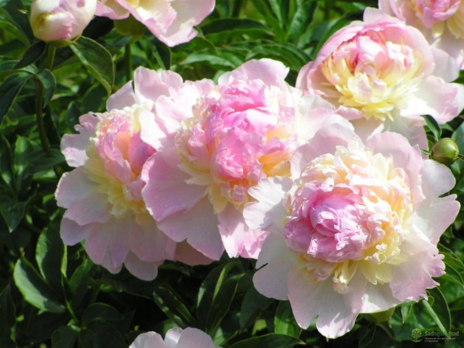 Пион Виктор де ла Марне