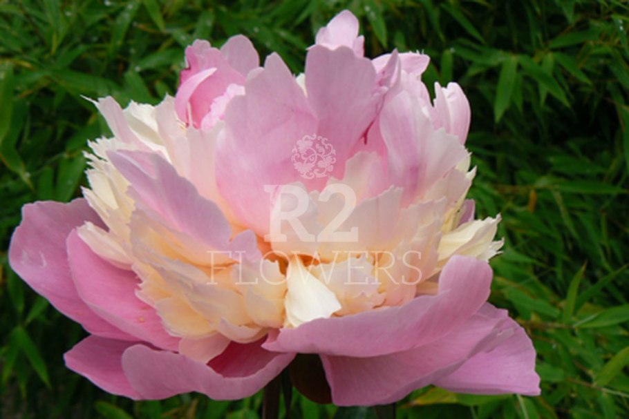 Пион сорбет в Голландии