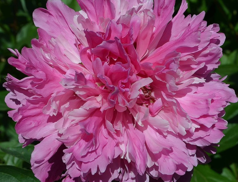 Пион похожий на сорбет, но цвет бледнее