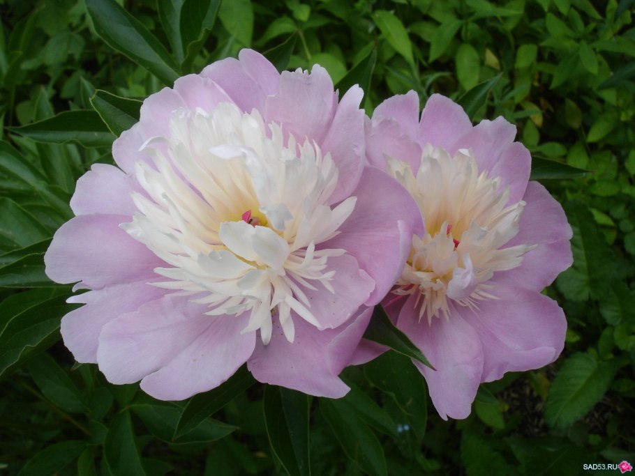 Пион сорбет Бартзелла