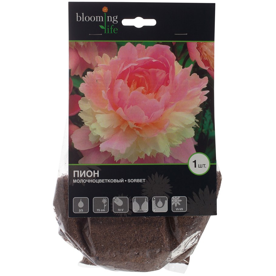 Пионы в Леруа Мерлен