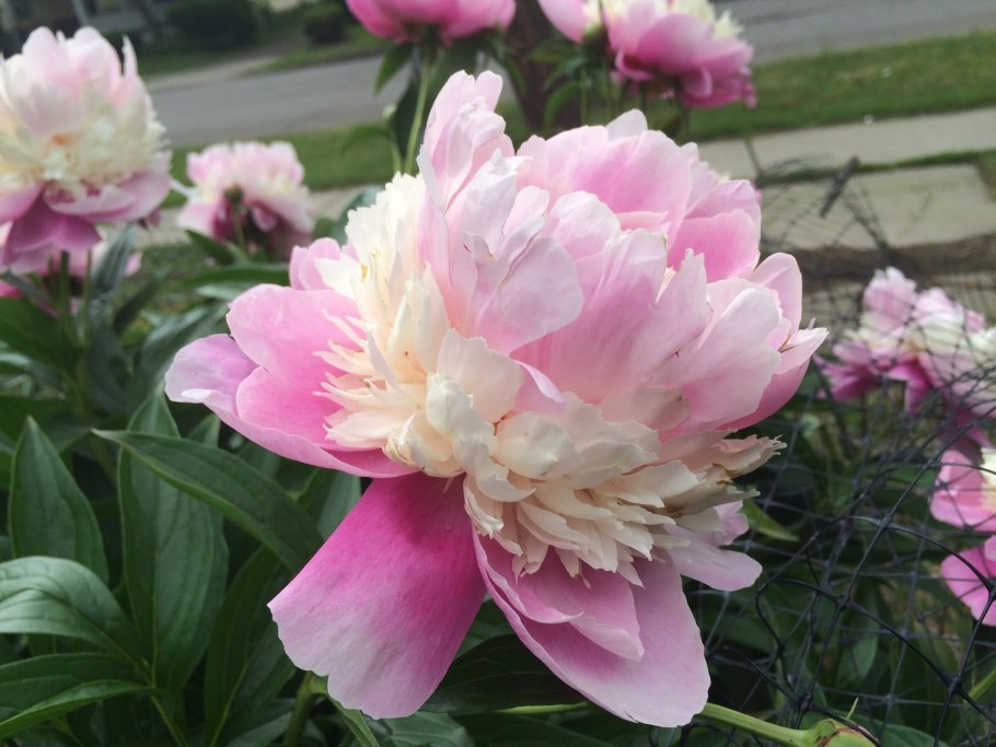 Пион травянистый сорбет 1шт СДС