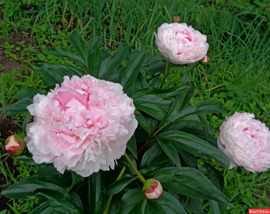 Пион мадемуазель сорбета