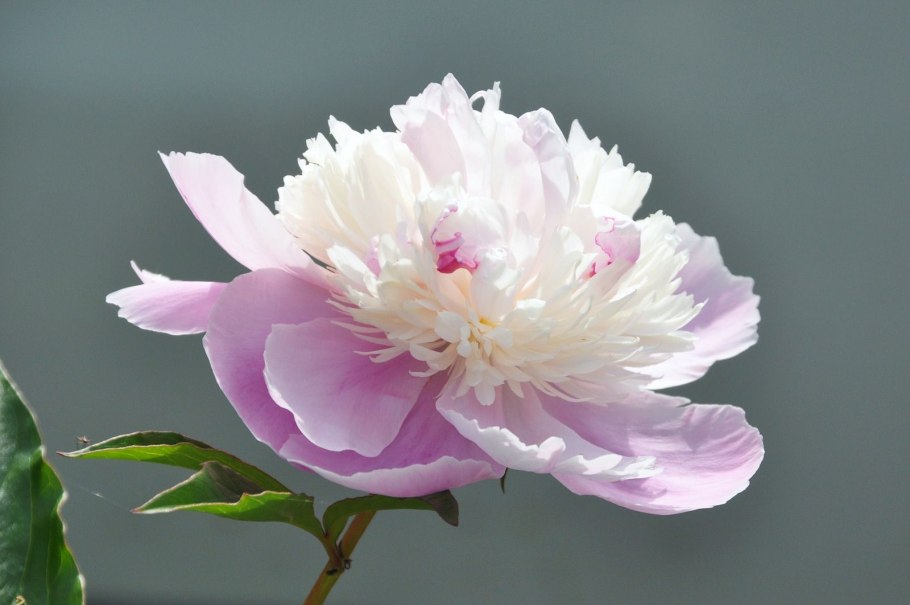 Пион травянистый сорбет