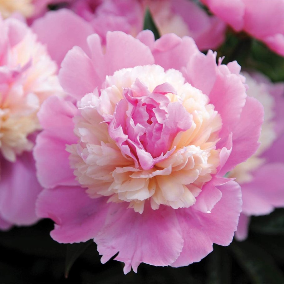 Сорт пионов сорбет