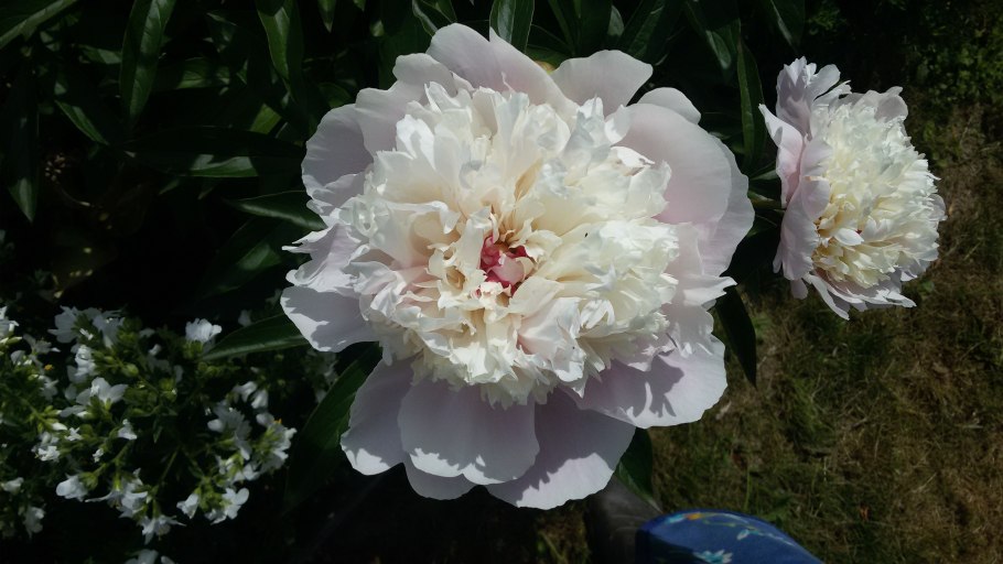 Пион Emile Debatene