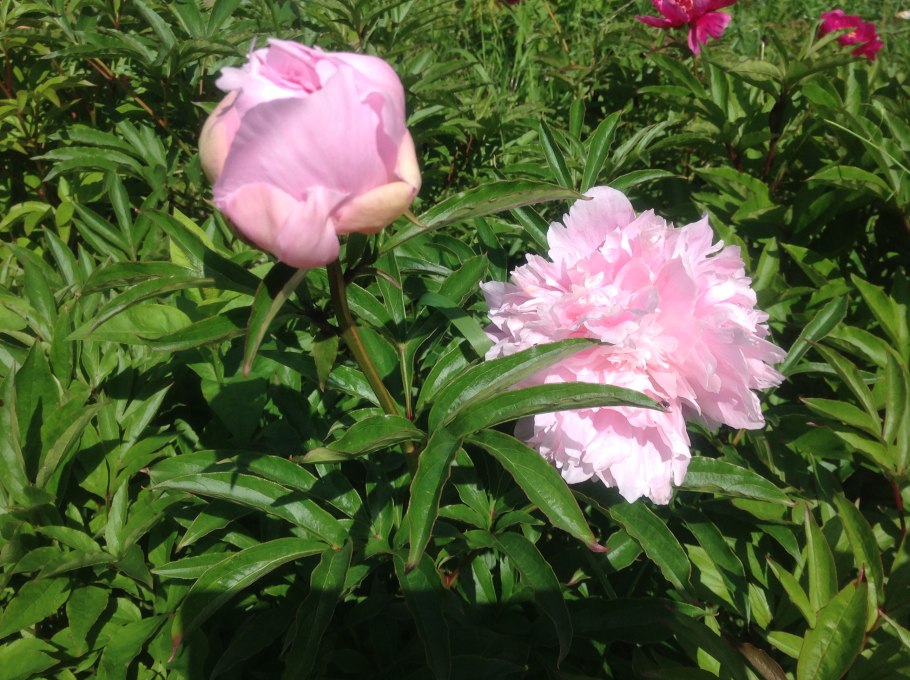 Пион Энджел чикс