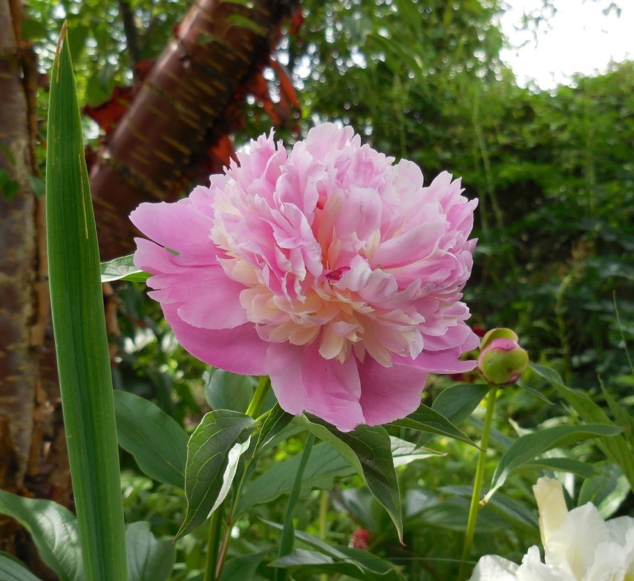 Пион мадемуазель сорбета