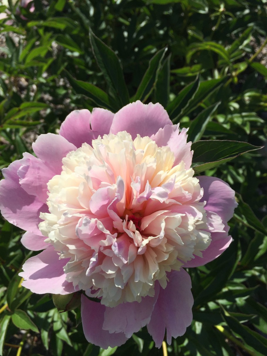 Пион сорбет Sorbet