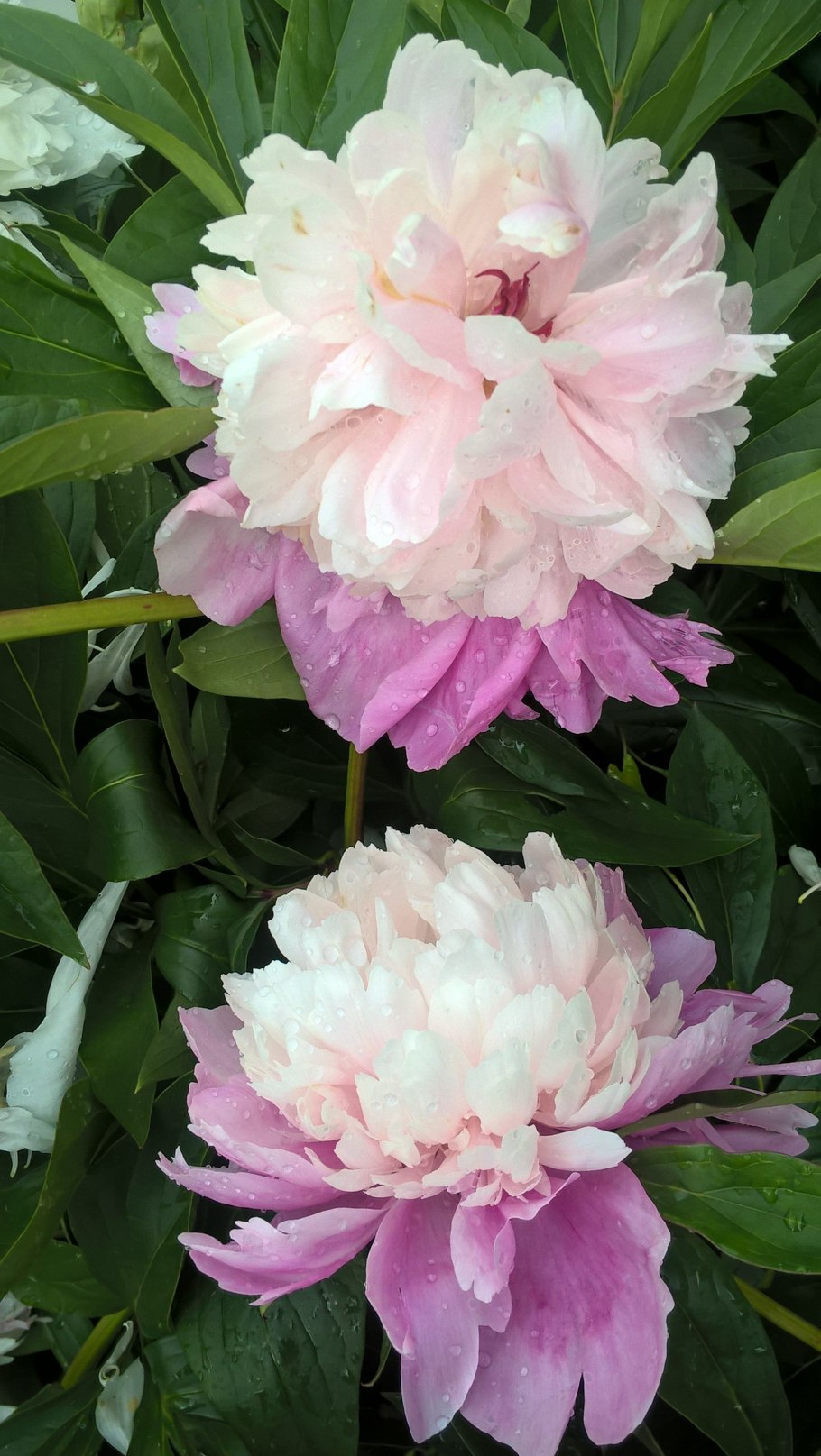 Paeonia 'Sorbet' зона зимостойкости